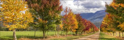 Shades of Autumn - VIC (PBH4 00 13176)